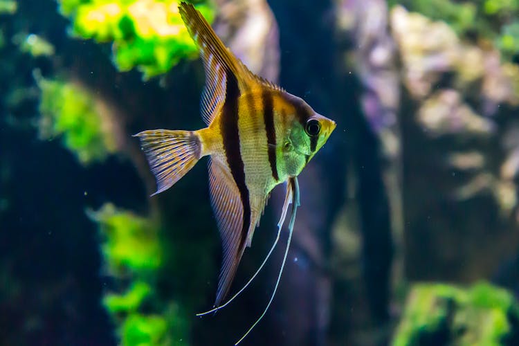 waarom aquarium snel groen